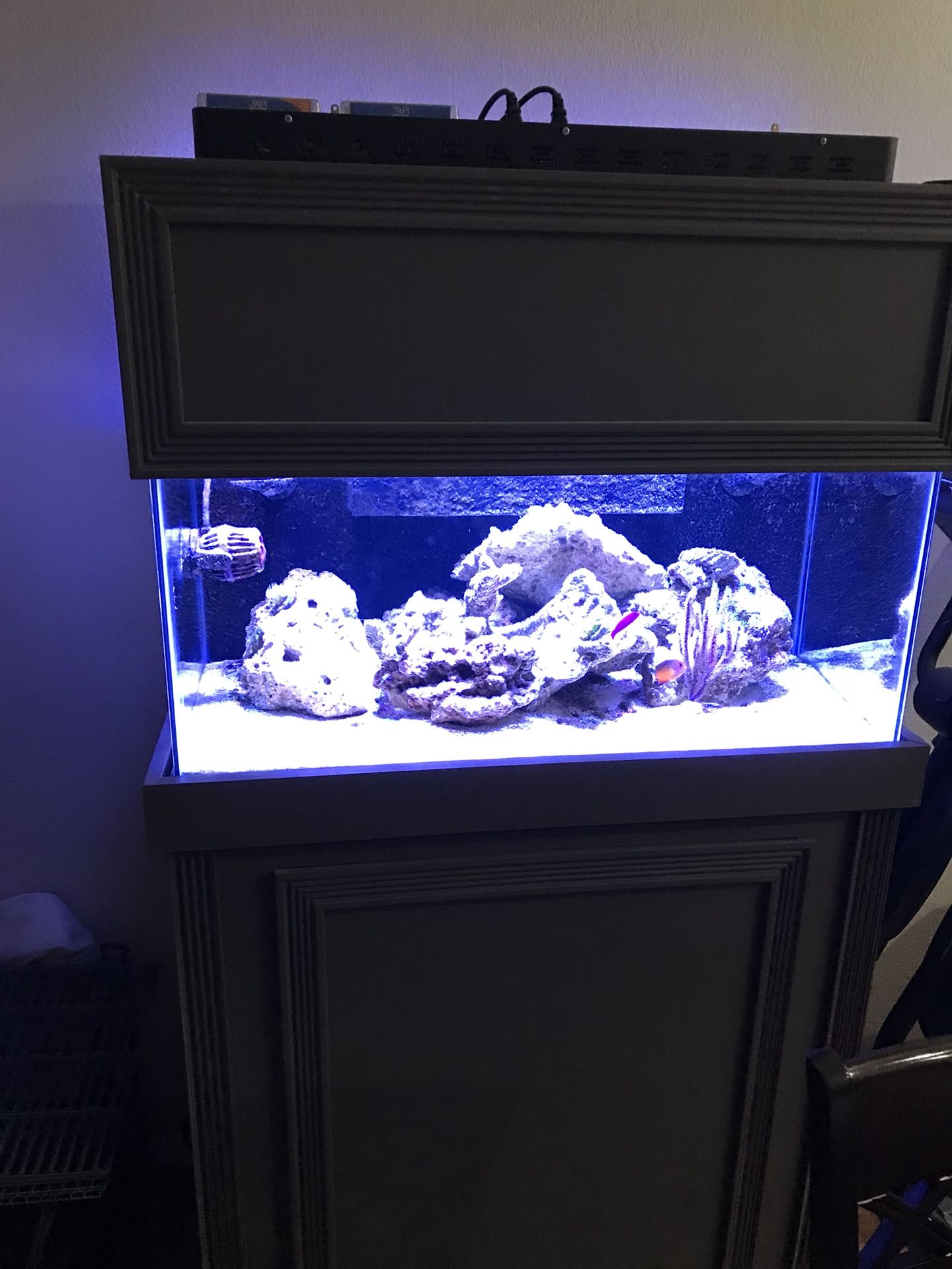 40 Gallon Reef Tank Lupon Gov Ph