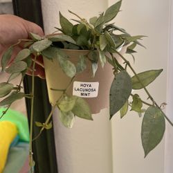 Hoya Lucunosa Mint “6 Inch Pot. 