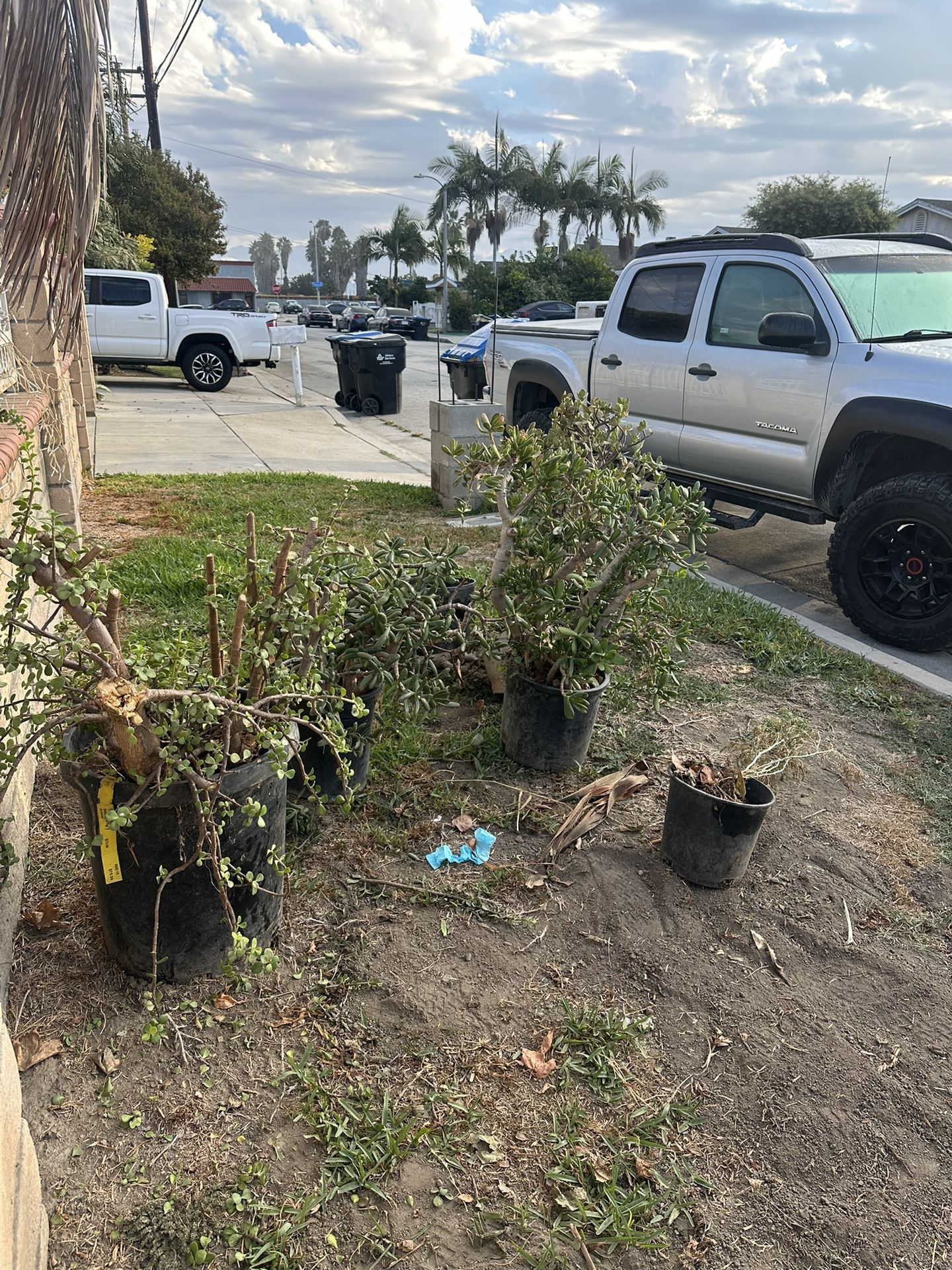 Free Adult Plants Curbside La Puente