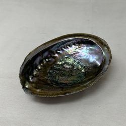 Abalone Shell Incense Smudge Burner, 5-6 Inches