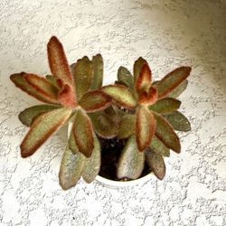 Kalanchoe  tomentosa  chocolate plant