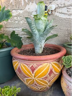 Plant