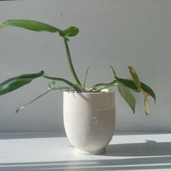 Rare Aroid Philodendron Golden Dragon Plant/ Indoor Plant/ House Plant  Flower Patio Garden 