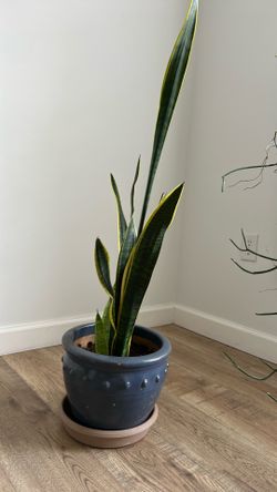 Sansevieria plants