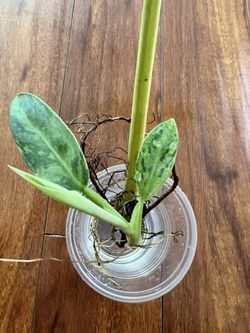 Philodendron Jose buono Texas noid - Water Rooted Cutting for Sale in  Chino, CA - OfferUp