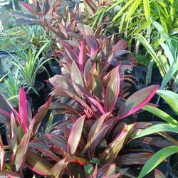 Red Sister Ti Plants 3gl $6🏡🏡