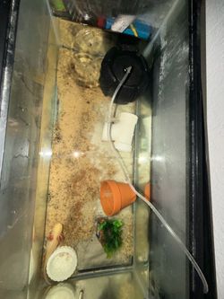 20gallon axolotl setup