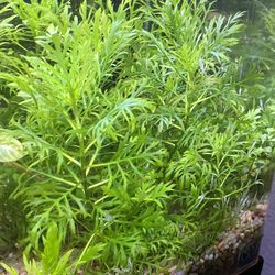 Water Sprite Living  Aquarium Fish Tank Plants