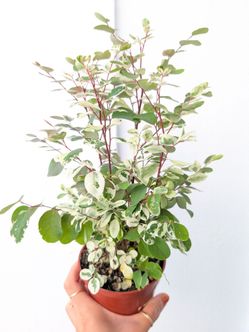 Snow Bush Plant 4" Pot - Indoor House Plants
