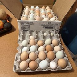 Eggs 