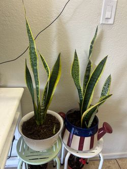 Plants for sake 20 each