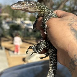 Mangrove Monitor