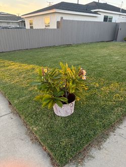 Free Plumerias