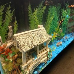 25 Gallon Tank Includes Full Set Up $120