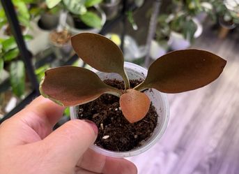 Kalanchoe Coper  Spoon
