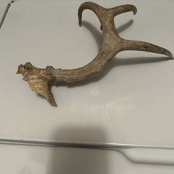 I Antler