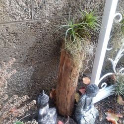 FARMHOUSE BOHO THICK BAMBOO WOOD  TREE POLE REAL AIR PLANTS THILANDSIA 