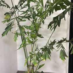 Fishtail palm 7’ Indoor Plant 