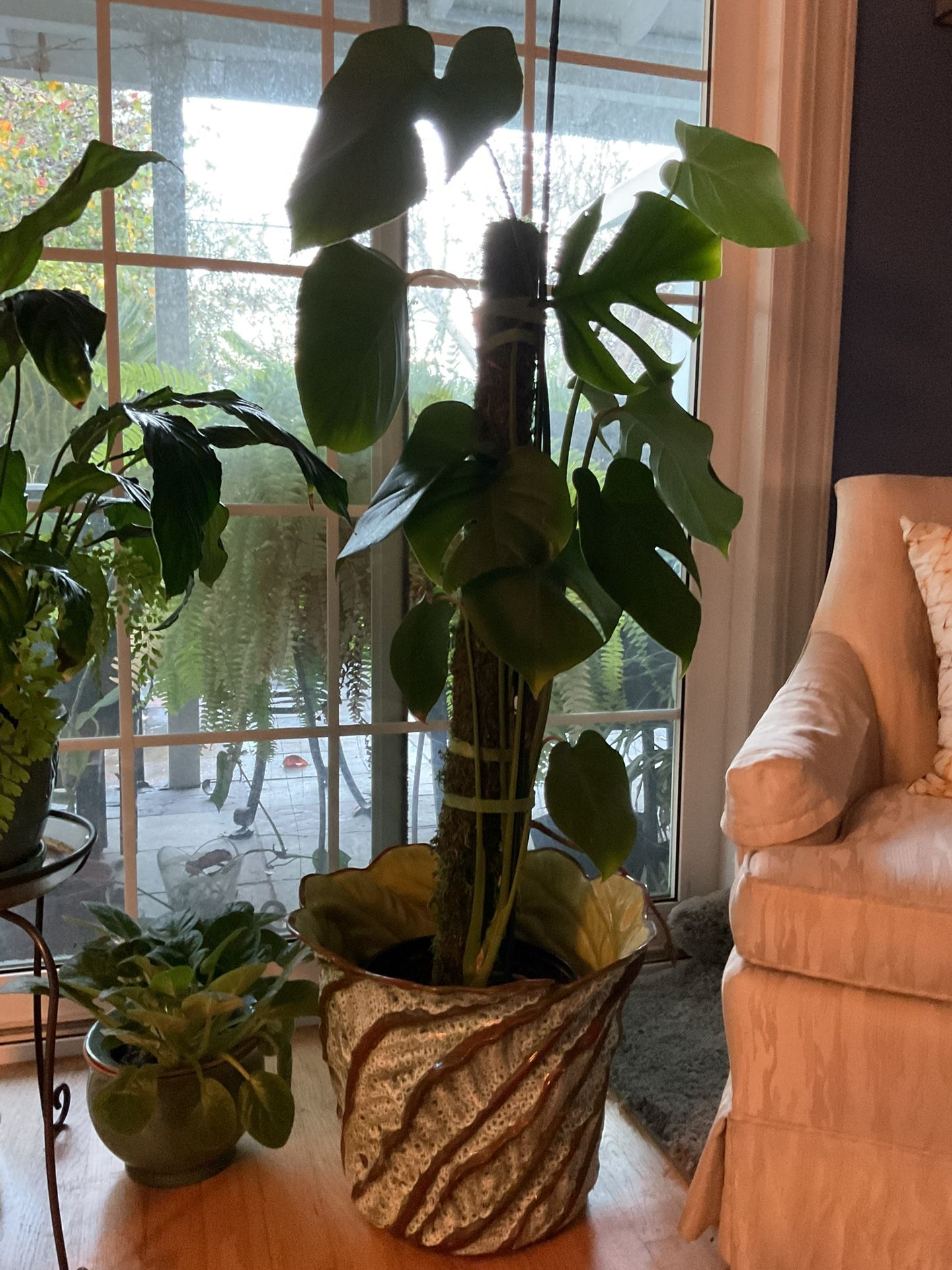 Real Living Split leaf Philodendron Healthy and Strong.