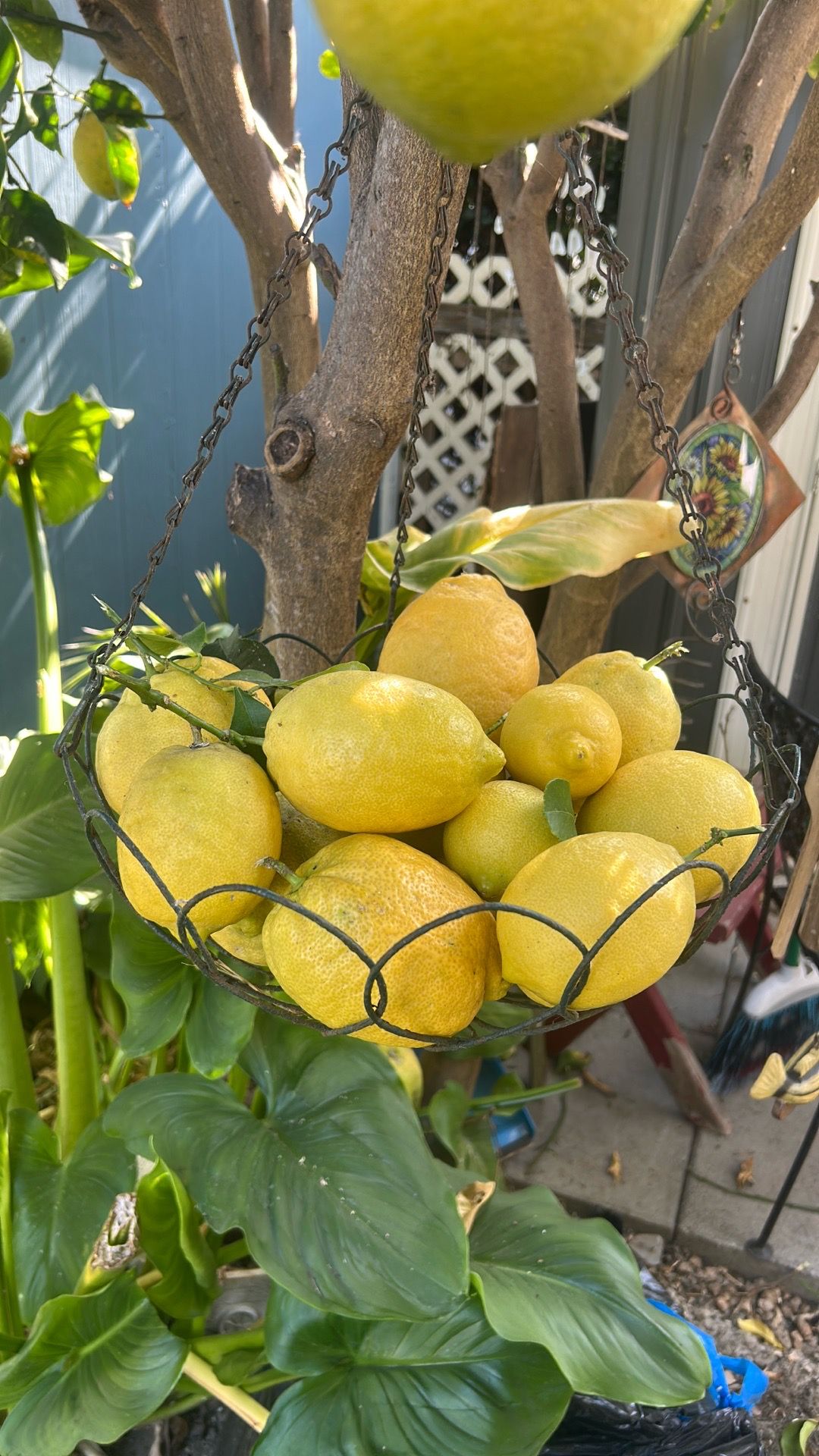 4 for $1 Yellow Lemons