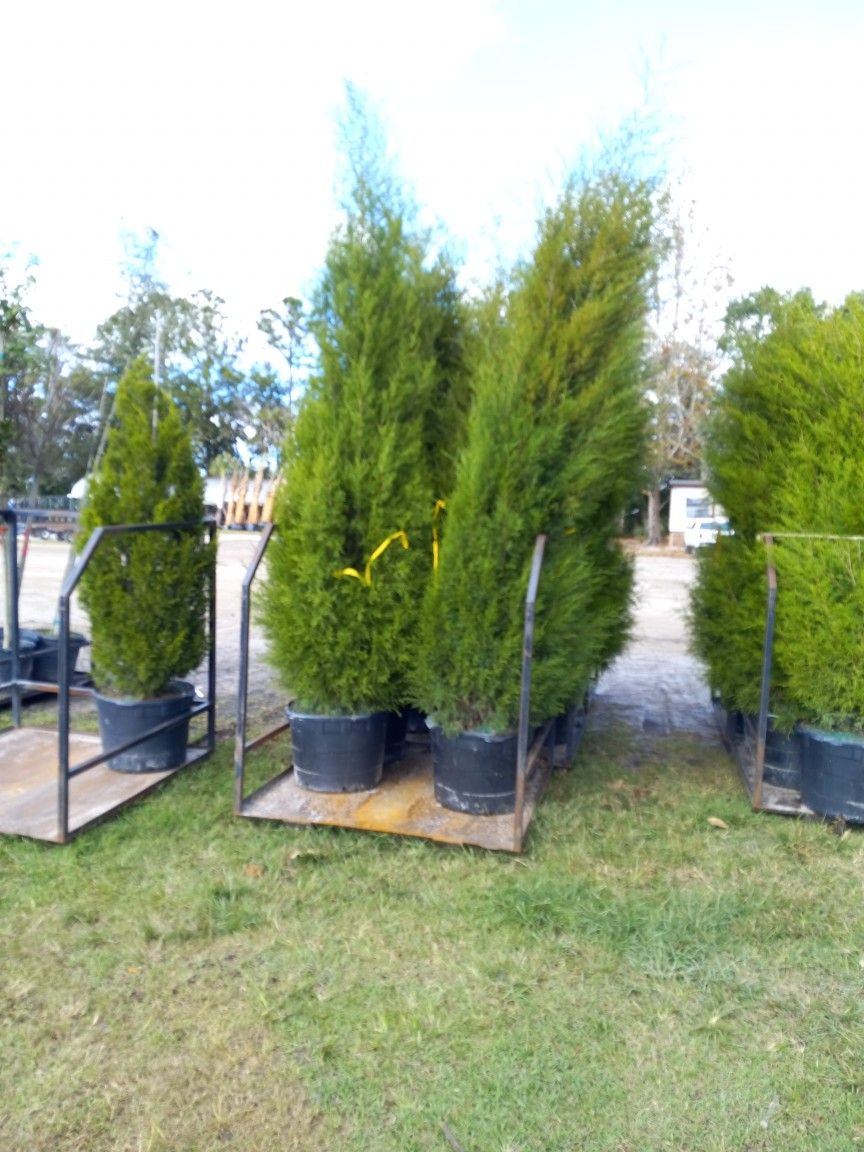 Cedar Trees 8 Ft Tall Delivered And Planted