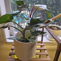Rare Exotic Plants 