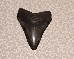 Otodus Megalodon