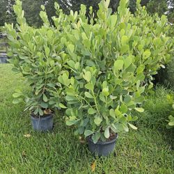 Hudge Clusias Over 4 Feet Tall Instant Privacy Hedge Full Green Ready For Planting  Same Day Transportation 