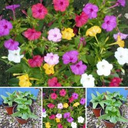 Mix four o'clock plants each pot$8