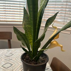 Snake plant 