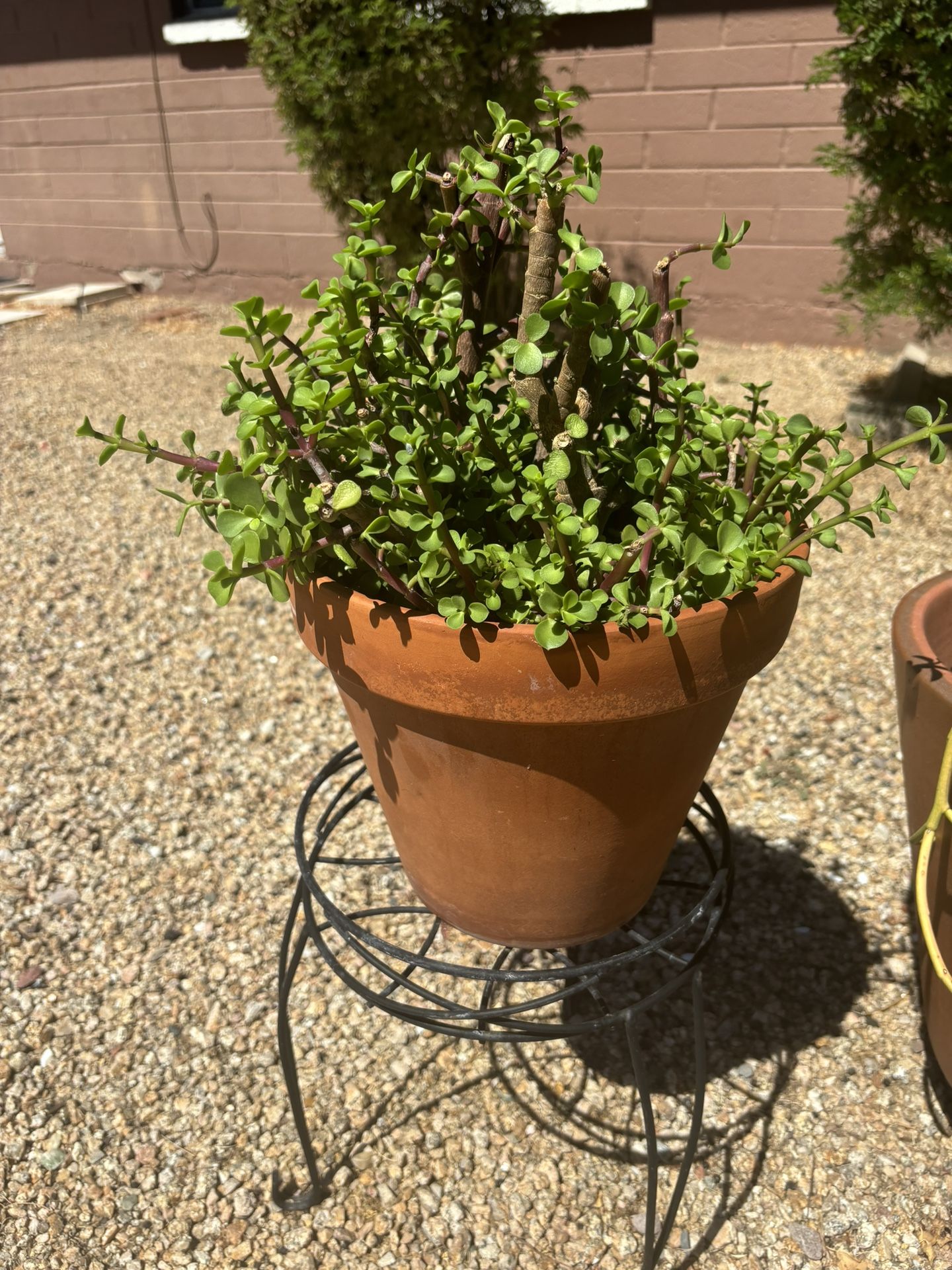 Elephant Food Succulent