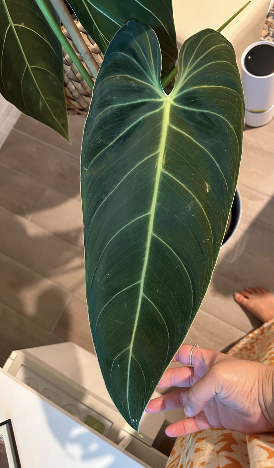 Philodendron