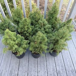 Dwart Alberta Spruce Conica