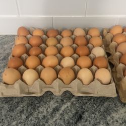 Organic Eggs 