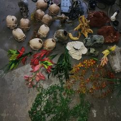 Fish Tank Sculls Rocks Plants