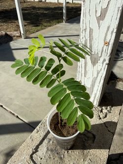 Young Tamarind Tree Seedling in Pot