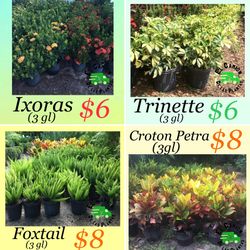 Home Plants- Ixoras, Trinette, Foxtail, Croton Petra