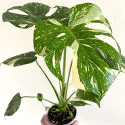 Monstera Thai Constellation - Fully Rooted 
