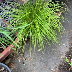Plants