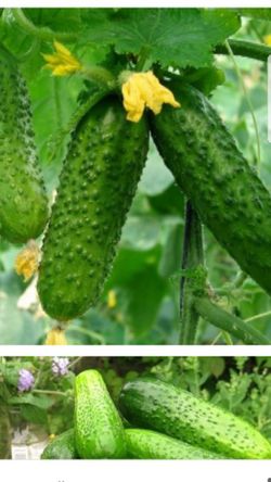 Organic cucumber 🥒 plants