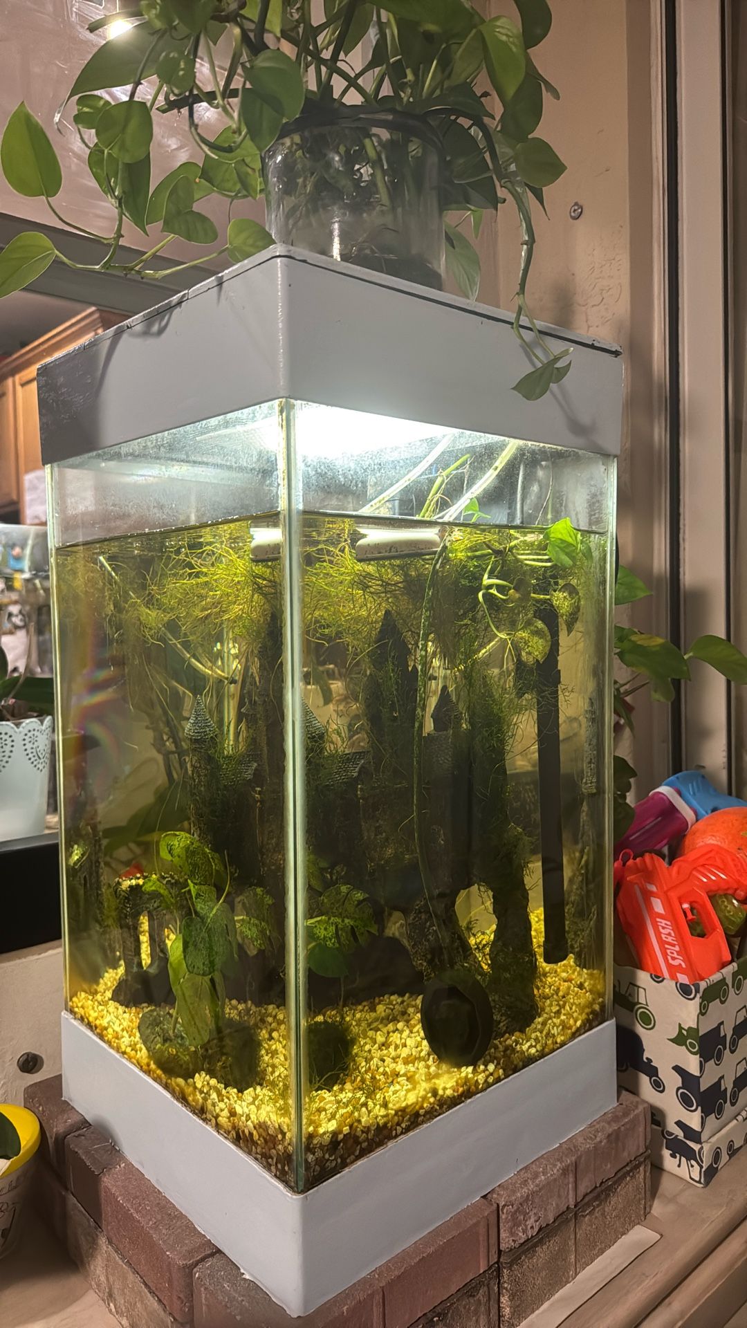 Fresh Water Aquarium