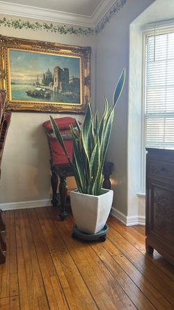 Large Snake Plant in White Pot