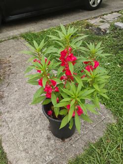 Chinitos plant