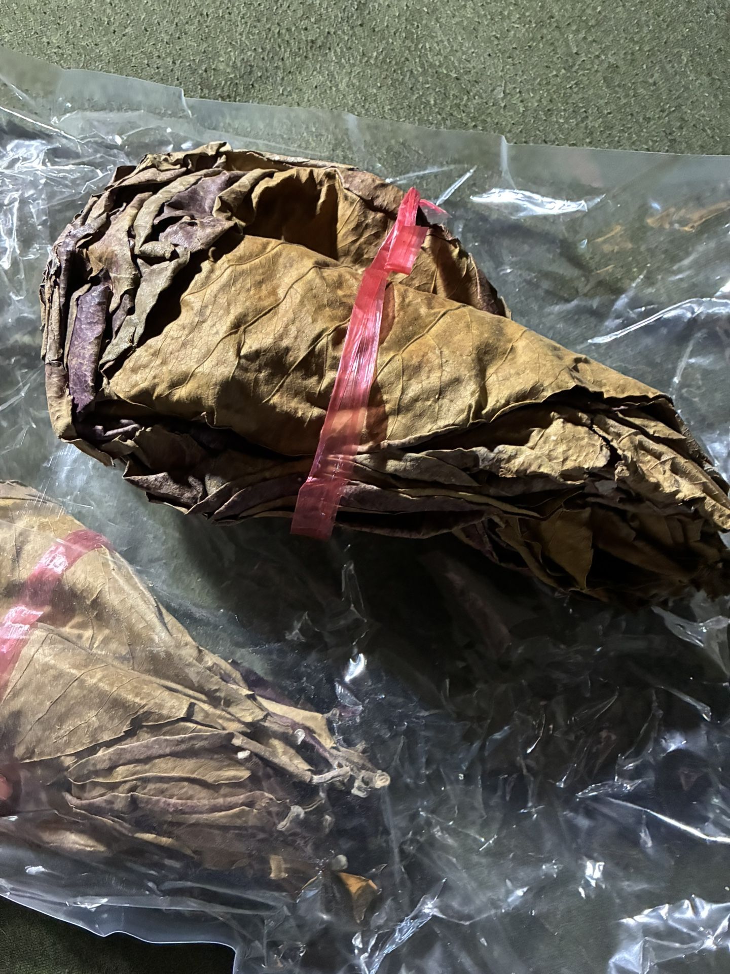 Indian Catappa Almond Leaves 