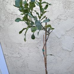 Kaffir Lime Tree