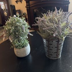 Plants - All Sold Together - 3 Piece Set