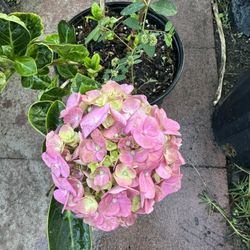 Hydrangeas Plant