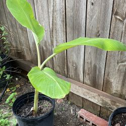 Banana Tree 