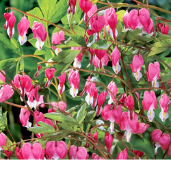 Bleeding heart plant