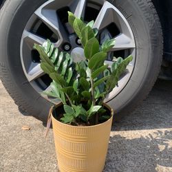 ZZ Plant 